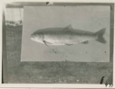 Image of Trout from Water Lake